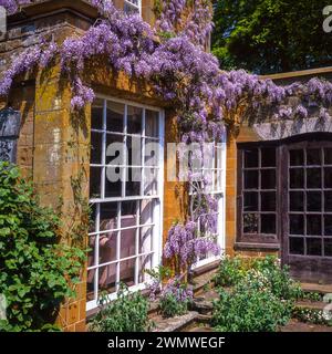 Wisteria in full bloom climbing above old white painted sash windows of old stone Coton Manor House, Northamptonshire. England, UK Stock Photo