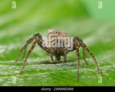 Wolf Spider, Female with young spiderlings on back (Pardosa nigriceps) on leaf in garden, Ramsgate Kent UK Stock Photo