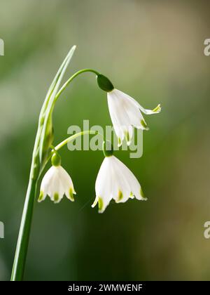 Summer Snowflake Flower (Leucojum aestivum) Wisley Gardens, Surrey UK Stock Photo