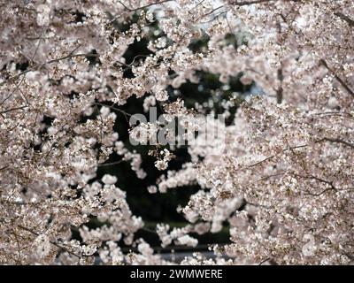 Yoshino Cherry Trees (Prunus x yedoensis) Wisley Gardens, Surrey UK Stock Photo