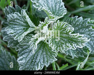 Frost on White Dead Nettle Leaves (Lamium labum) Iffley Meadows, Oxford UK Stock Photo