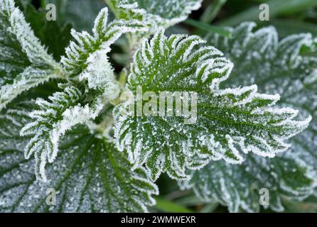 Frost on White Dead Nettle Leaves (Lamium labum) Iffley Meadows, Oxford UK Stock Photo