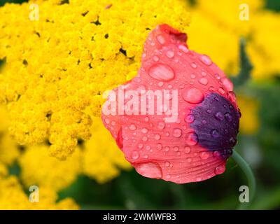Ornamental Poppy in Garden (Papaver sp), Wiltshire, UK Stock Photo