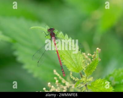 Large Red Damselfly (Pyrrhosoma nymphula) perched on Stinning Nettle leaf by pond, Bentley Wood Nature Reserve, Hampshire, UK Stock Photo