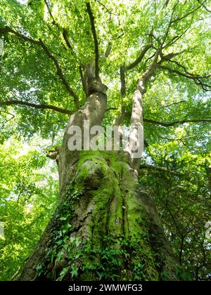 European or Common Hornbeam (Carpinus betulus) Chappetts Copse Nature Reserve, Hampshire UK Stock Photo