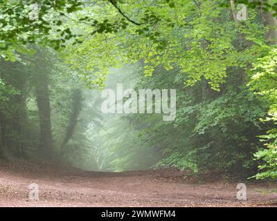Landscape woodland walkway to Noar Hill Nature Reserve, Hampshire,UK Stock Photo
