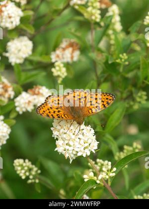 Dark Green Fritillary Butterfly (Mesoacidalia aglaia) wings open feeding on flowers, Noar Hill Nature Reserve, Hampshire,UK Stock Photo