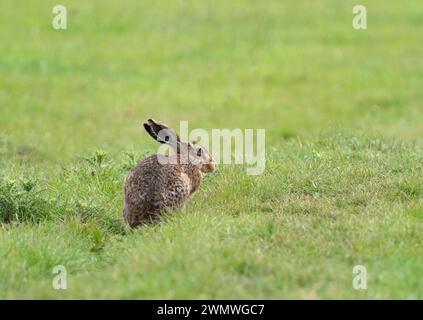 Brown Hare (Lepus capensis) Elmley Nature Reserve, Kent UK Stock Photo