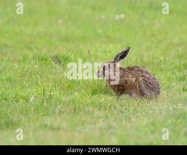 Brown Hare (Lepus capensis) Elmley Nature Reserve, Kent UK Stock Photo