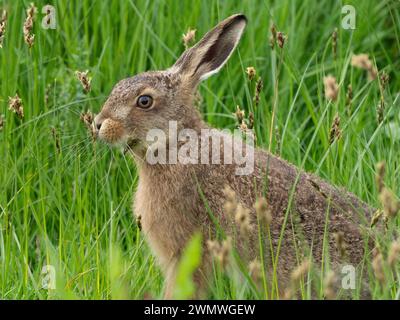 Brown Hare (Lepus capensis) Elmley Nature Reserve, Kent UK Stock Photo