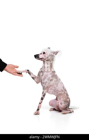Adorable, funny purebred Chinese crested dog sitting and giving paw to man isolated on white studio background. Following command Stock Photo