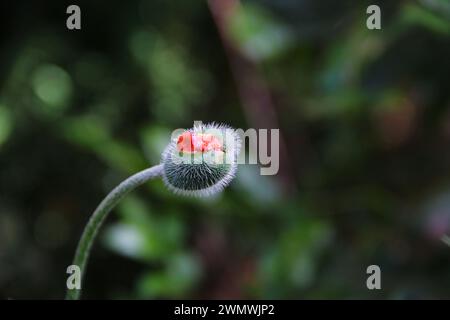 First appearing of petal on Poppy's bud Stock Photo