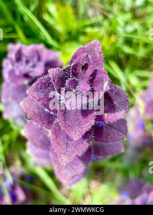Perennial herbaceous plant Pyramidal Bugle (Ajuga Pyramidalis) with purple leaves on the Italian Alps. Ajuga is an Alpine flower belong to Lamiaceae Stock Photo