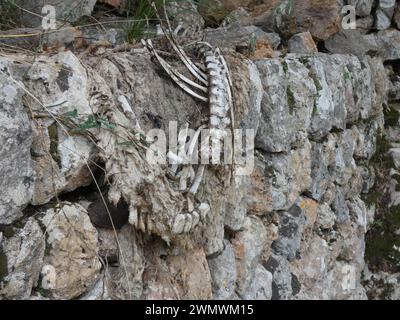 A close-up of a skeleton on the wall, in Mallorca Stock Photo