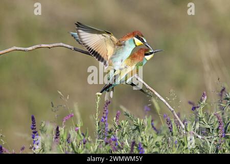 European Bee-eaters mating Stock Photo