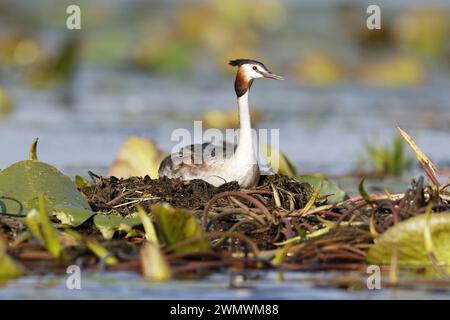 Great Crested Grebe on nest Stock Photo