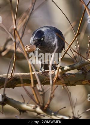 A cute crow holding a found walnut in its beak, perched on a branch in a tree Stock Photo