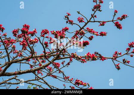 Semul or Silk Cotton tree Bombax ceiba flowers in full bloom in Maharashtra India. Semul tree with beautiful red-colored flowers. Stock Photo