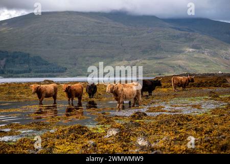 Highland cattle in a loch, Isle of Mull, Scotland. Stock Photo