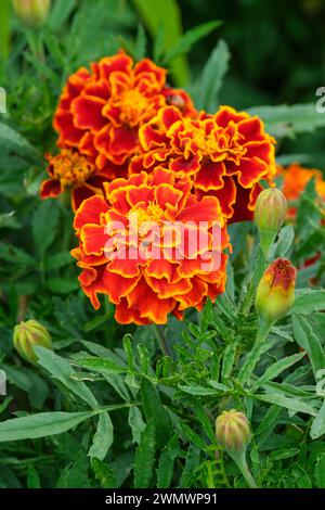 French Marigold Bonita, Tagetes patula Bonita, colours orange, brown, dark brown, yellow, yellow and brown, Stock Photo