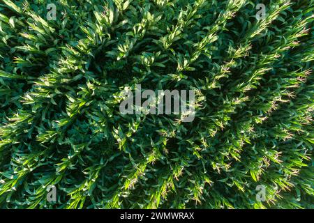 Aerial top drone view of young green corn crops seedling in cultivated field Stock Photo