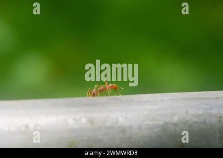 close-up view of the ants that are crawling on the iron. with a blurred background. no people. Stock Photo