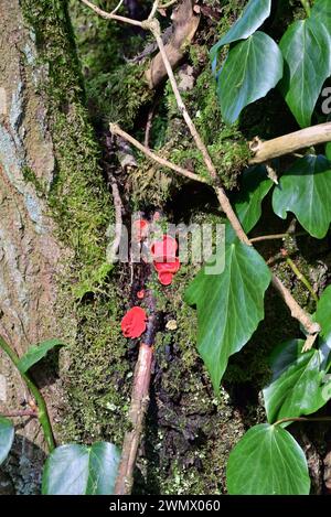 Around the UK -  Scarlet Elf Cup Fungus - A stroll around Withnell Fold Village, Chorley, Lancashire, UK Stock Photo