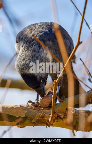 a crow sitting on a branch and eating a nut. Stock Photo