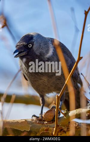 a crow sitting on a branch and eating a nut. Stock Photo