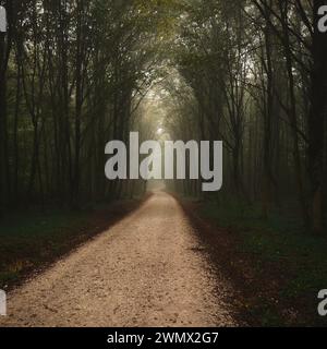 Empty road leading through leaf-covered forest Stock Photo