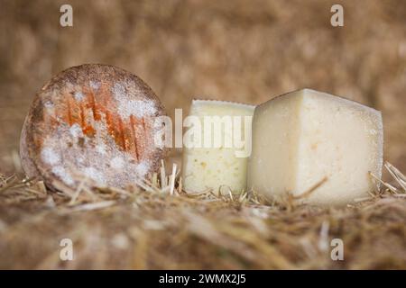 Head and chunks of aged hard cheese in hayloft Stock Photo