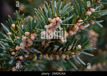 A close-up of Taxus cuspidata, also known as Spreading Yew or Japanese Yew Stock Photo