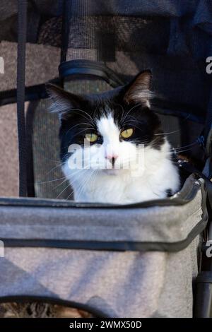 One black and white cat outside in their pet stroller Stock Photo