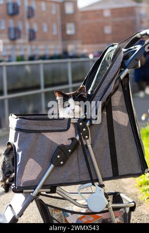 A cute black and white cat peaking its head out of their pet stroller Stock Photo
