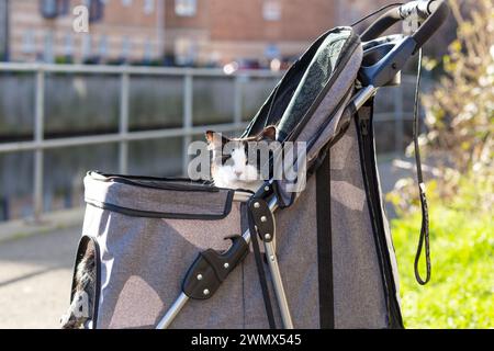 One black and white cat outside in their pet stroller Stock Photo