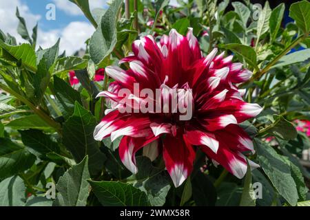 Close-up of a Dahlia flower, genus of tuberous, perennial plants native to Mexico and Central America (Asteraceae), with red and white petals, France Stock Photo