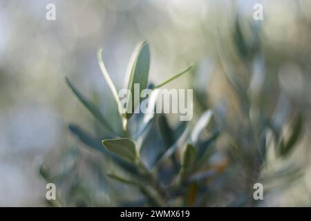 Description: In the intimate embrace of an olive grove, a close-up view unveils the timeless elegance of an olive tree. Stock Photo