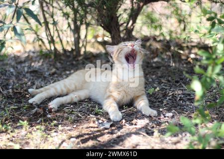 In the tranquil embrace of nature's shade, a yawning orange cat reclines with lazy contentment. Its fur, a vibrant hue against the subdued backdrop o Stock Photo