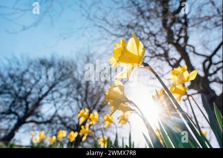 Amazing Yellow Daffodils flowers on sunny spring day. Stock Photo