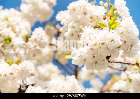 Cherry blossom in a spring warm day. Beautiful nature scene with blooming tree and sun flare. Spring flowers. Beautiful Orchard. Springtime Space for Stock Photo