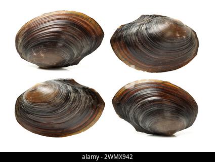 The swan mussel (large species of freshwater mussel) on white background Stock Photo