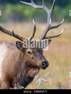 A majestic elk with impressive antlers in a grassy field Stock Photo