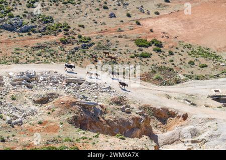 Herd of Cows Walking Down a Dirt Road in the Desert Stock Photo