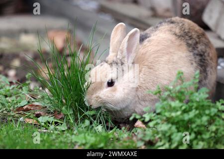 Rabbit (Oryctolagus cuniculus domestica), Hare, Pet, Grass, Spring, Garden, Easter, A brown domestic rabbit eats the fresh blades of grass Stock Photo