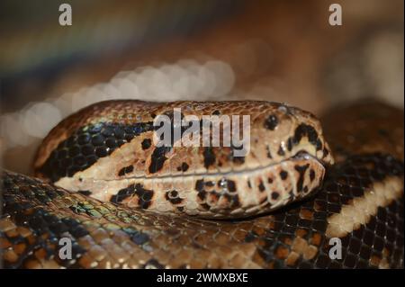Common northern boa (Boa constrictor imperator), captive, occurring in Central and South America Stock Photo