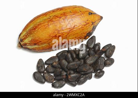 Cocoa tree (Theobroma cacao), halved cocoa fruit with cocoa beans Stock Photo