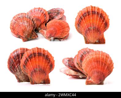 live scallops on the white background Stock Photo