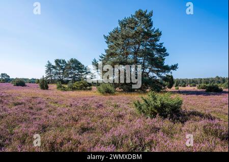 Heath landscape, flowering common heather (Calluna vulgaris), juniper (Juniperus communis), scots pine (Pinus sylvestris), blue sky, Lueneburg Heath Stock Photo