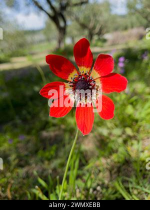 Close-up of a bright red flower with green grass in the background, peacock anemone (Anemone pavonina), genus Anemone, family Ranunculaceae Stock Photo