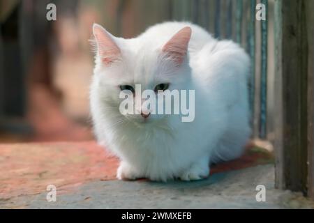 Blue and yellow odd eyed Van cat, Turkey Stock Photo